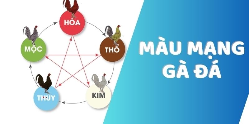 Màu Mạng Đá Gà - Cách Xem Màu Mạng Gà Chuẩn Để Chiến Thắng Nắm bắt những bí quyết chọn màu mạng