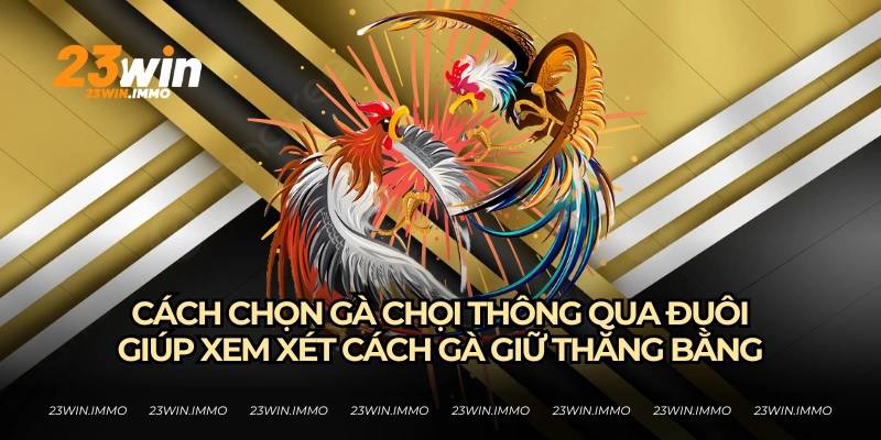 Cách Chọn Gà Chọi Hay Từ Bí Kíp Từ Các Kê Thủ Của 23WIN Cách chọn gà chọi khi xem đuôi để biết cách gà giữ thăng bằng