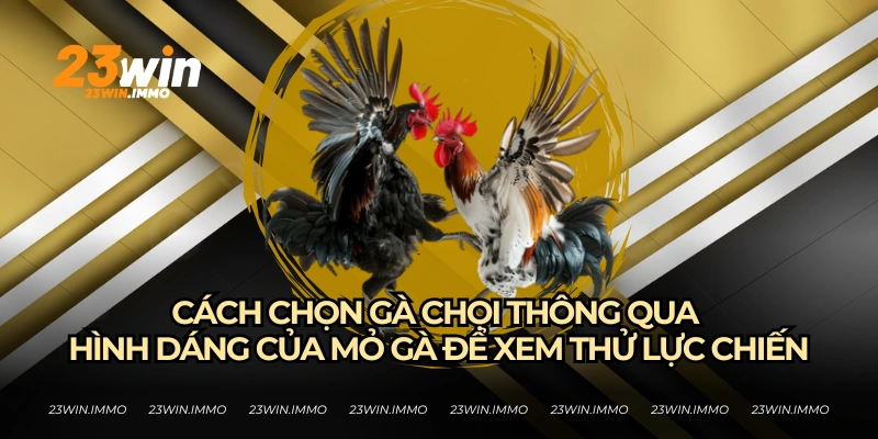 Cách Chọn Gà Chọi Hay Từ Bí Kíp Từ Các Kê Thủ Của 23WIN Cách chọn gà chọi khi xem mỏ để đoán lực chiến của gà