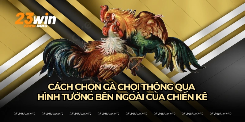 Cách Chọn Gà Chọi Hay Từ Bí Kíp Từ Các Kê Thủ Của 23WIN Cách chọn gà chọi từ việc xem tướng gà của 23WIN