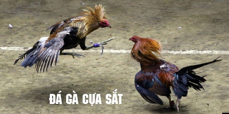 Đá Gà Cựa Sắt - Hình Thức Giải Trí Được Yêu Thích Tại 23Win Đá gà cựa sắt và những thông tin bạn cần biết