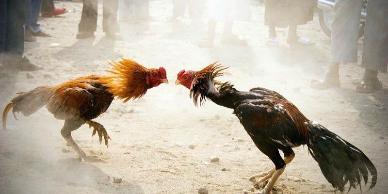 Đá Gà Cựa Sắt - Hình Thức Giải Trí Được Yêu Thích Tại 23Win Quy định khi tham gia đá gà cựa sắt bạn cần biết